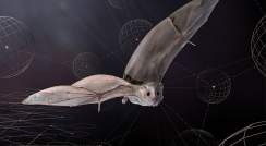 The Egyptian fruit bat in three dimensional flight. Photo: Steve Gettle; Design: Maayan Visuals