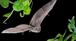 Bat Brains Forgo Rhythm when Encoding Space 