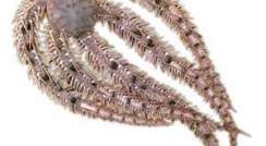 Brittlestar is sensitive to changes in light
