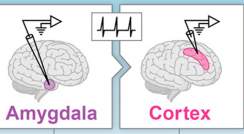 human amygdala and cortex