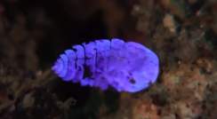 Thin transparent plates give this sea sapphire its iridescent color