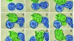 Step by step documentation of "midwife"-assisted amoeba reproduction