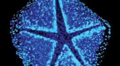 DNA invades the host cell through a star-shaped opening