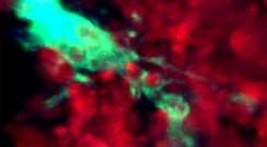 Cell feast streamed live: TBMs (green) swallow dying B cells (red) inside the lymph node “training camps”