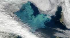 Satellite image showing a patch of bright waters associated with a bloom of phytoplankton in the Barents Sea off Norway. Image courtesy of Norman Kuring, Ocean Color Group at Goddard Space Flight Center, NASA