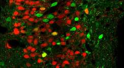 Brain tissue from genetically engineered mice