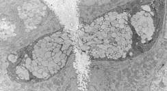 Tunneling electron microscope image captures two goblet cells secreting their contents into the intestine