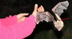 An Egyption fruit bat is released with a tiny GPS device on its back