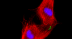 Two neonatal cardiomyocytes (stained red) undergoing cell division after treatment with NRG1. From the work of Prof. Eldad Tzahor