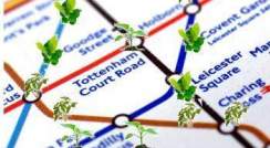 Tube map for plants