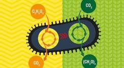 איור: חיידק אי קולי אוכל CO2