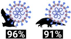 Coronavirus by the Numbers
