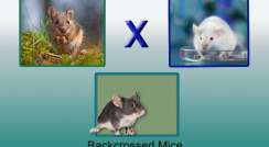 backcrossing wild-derived mice with lab mice infographic
