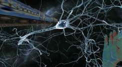 Our nerves respond to a range of stimuli