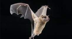 The Egyptian fruit bat