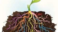 colorful roots