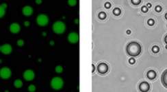 Proteins with primitive arginine-based proteins (right) might have been capable of self-assembly and phase separation to create cell-like droplets 