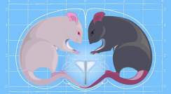 Abstract image of two mice 