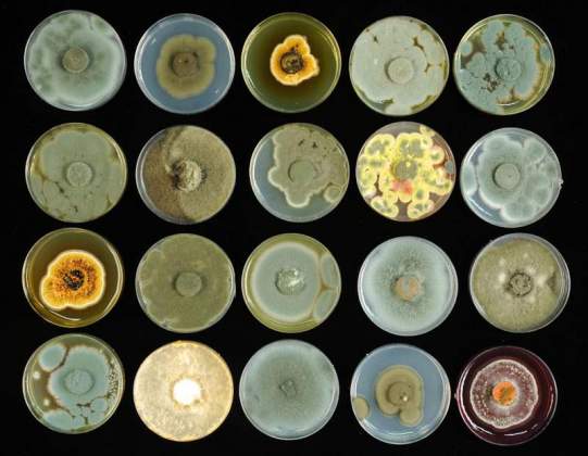 The Art of the Fungi | Naama Lang-Yona, Environmental Sciences and Energy Research