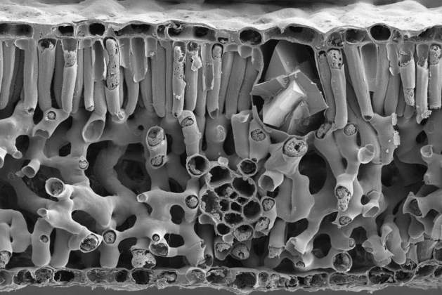 Cross Section in Pecan Leaf | Assaf Gal, Structural Biology