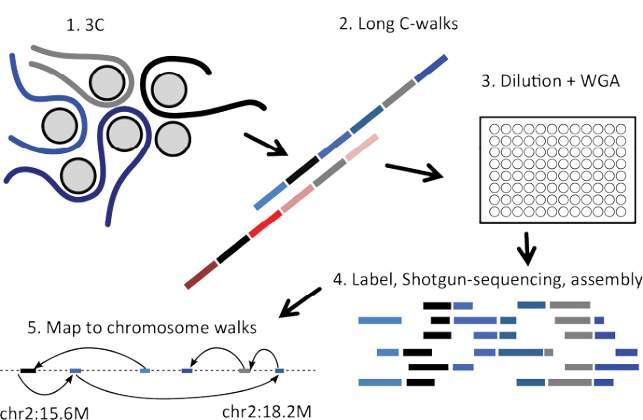 EVOEPIC | Evolutionary mechanisms of epigenomic and chromosomal aberrations in cancer
