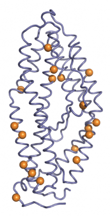 AbDesign\ Computational design of novel protein function in antibodies