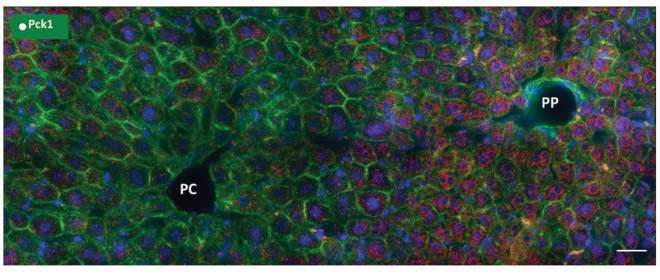 LIVHET\ Single cell heterogeneity in the mammalian liver