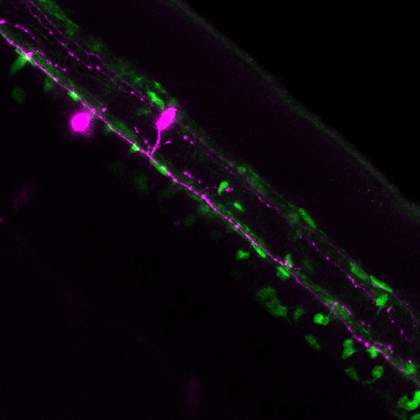 Myelination nerves in zebrafish embryos 