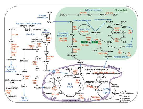 INFOTROPHIC | Algal bloom dynamics: From cellular mechanisms to trophic level interactions