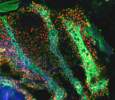 The Swarm | Boaz Gildor, Molecular Genetics