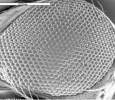 Eye of a Drosophila fruit fly