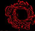 Rose | Dr. Tova Volberg, Molecular Cell Biology