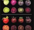 Genetically engineered tomatoes assume different shades of red-violet