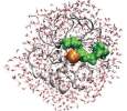 THZCALORIMETRY | Time Resolved THz Calorimetry explores Molecular Recognition Processes