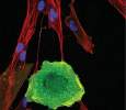 EliminateSenescent \The role of elimination of senescent cells in cancer development