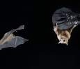 Bats help decipher how we map movements of others