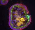 A circular organoid that mimics a cross-section of the gut in the test tube
