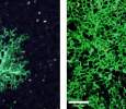 New lung cells are continuously created to replace the damaged ones