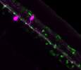 Myelination nerves in zebrafish embryos 