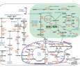 INFOTROPHIC | Algal bloom dynamics: From cellular mechanisms to trophic level interactions