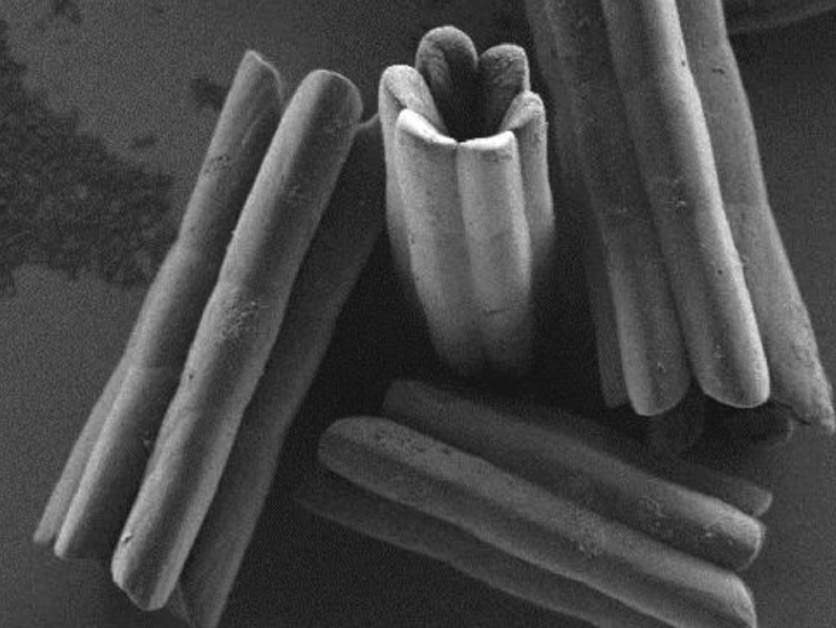 Hollow crystals captured by scanning electron microscopy (SEM)