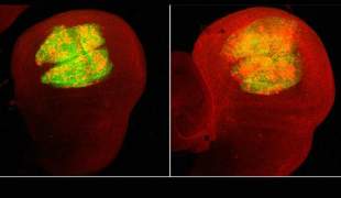 migrating cells
