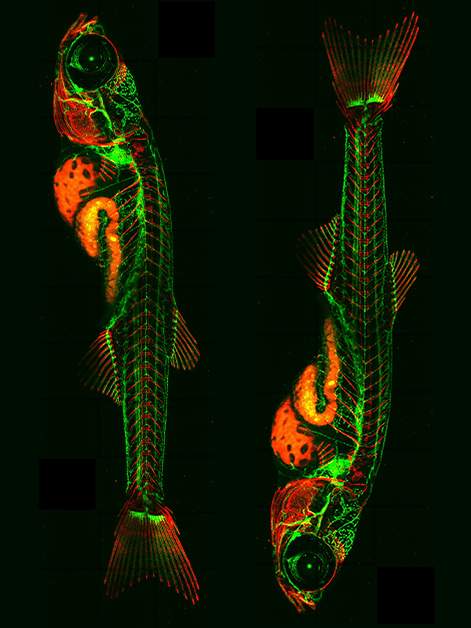 Lymphatic vessels (green) and bones (red) in a one-month-old zebrafish