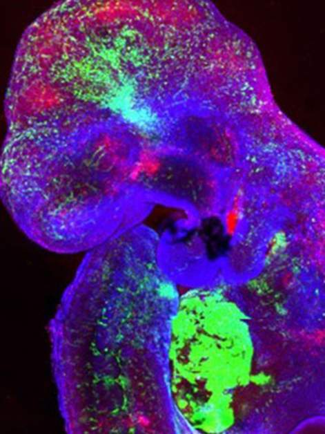 Mouse embryo with integrated human cells that contribute to its development 
