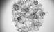 Intestinal organoids grown in the lab from stem cells derived from patients. Each sphere represents one organoid. Photo: Petro Busko, a PhD student in Biton’s lab