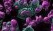 Scavenger cells (green) engulf activated B cells (pink), thereby suppressing local immune response. The cells were imaged in three dimensions using a confocal microscope