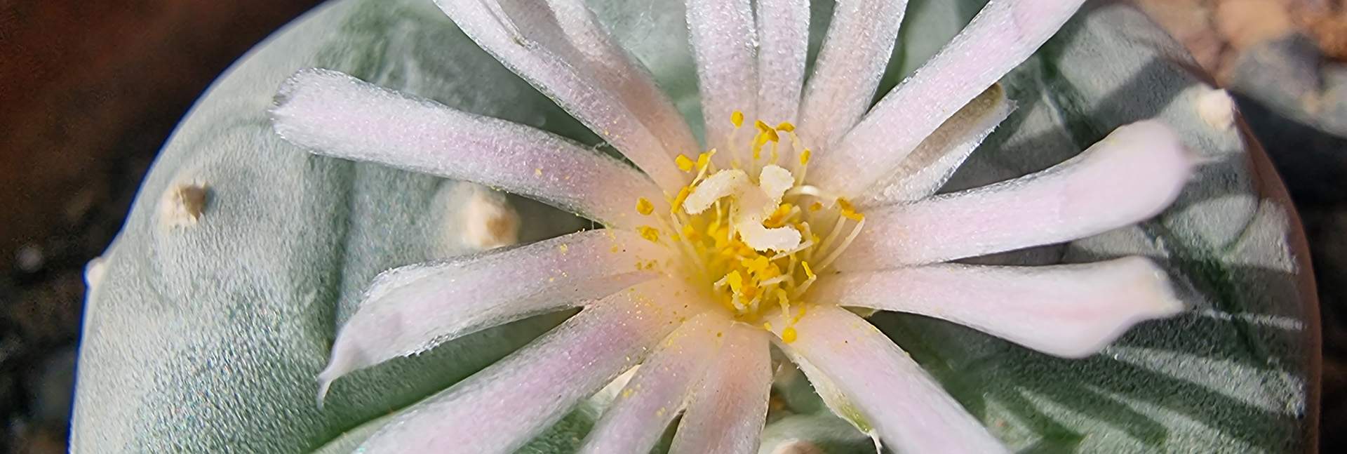 Peyote in bloom (Photo: Guy Yosef Keren)