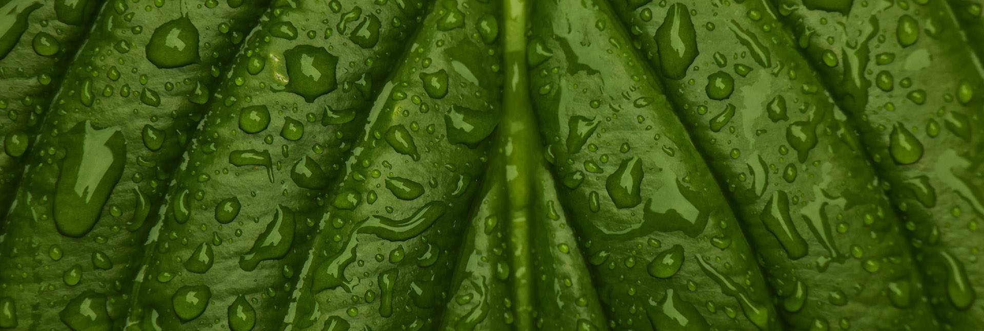 Shutterstock