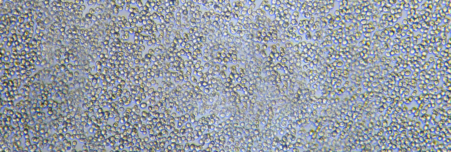 Yeast cells. Shutterstock