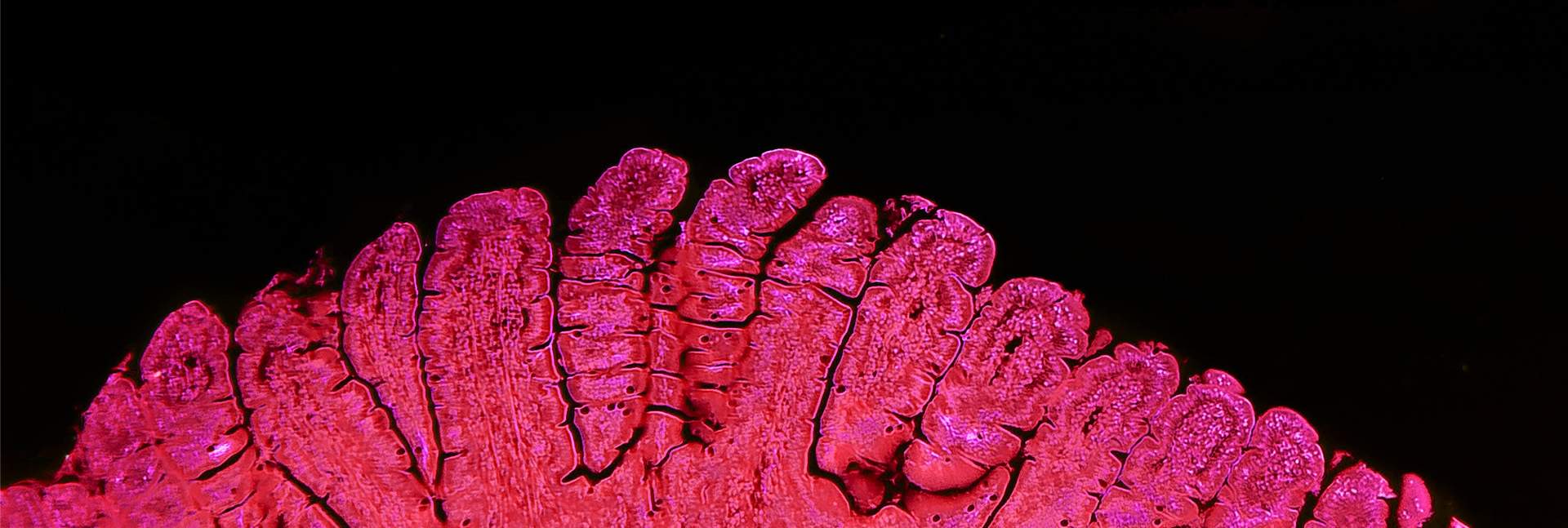 Shutterstock